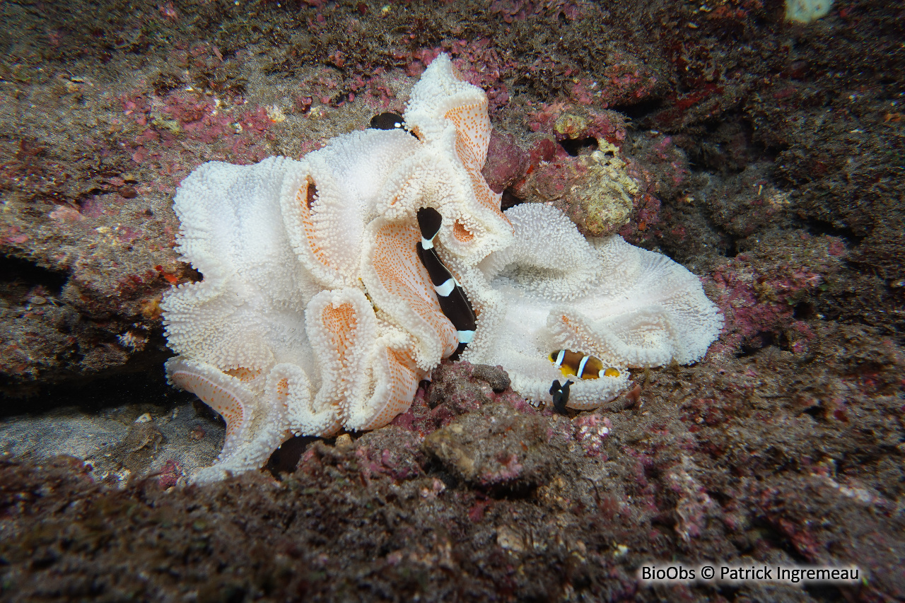 Anémone de Mertens - Stichodactyla mertensii - Patrick Ingremeau - BioObs