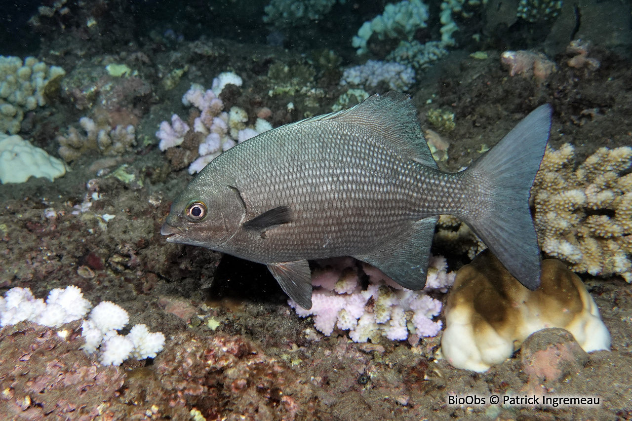 Saupe grise - Kyphosus cinerascens - Patrick Ingremeau - BioObs