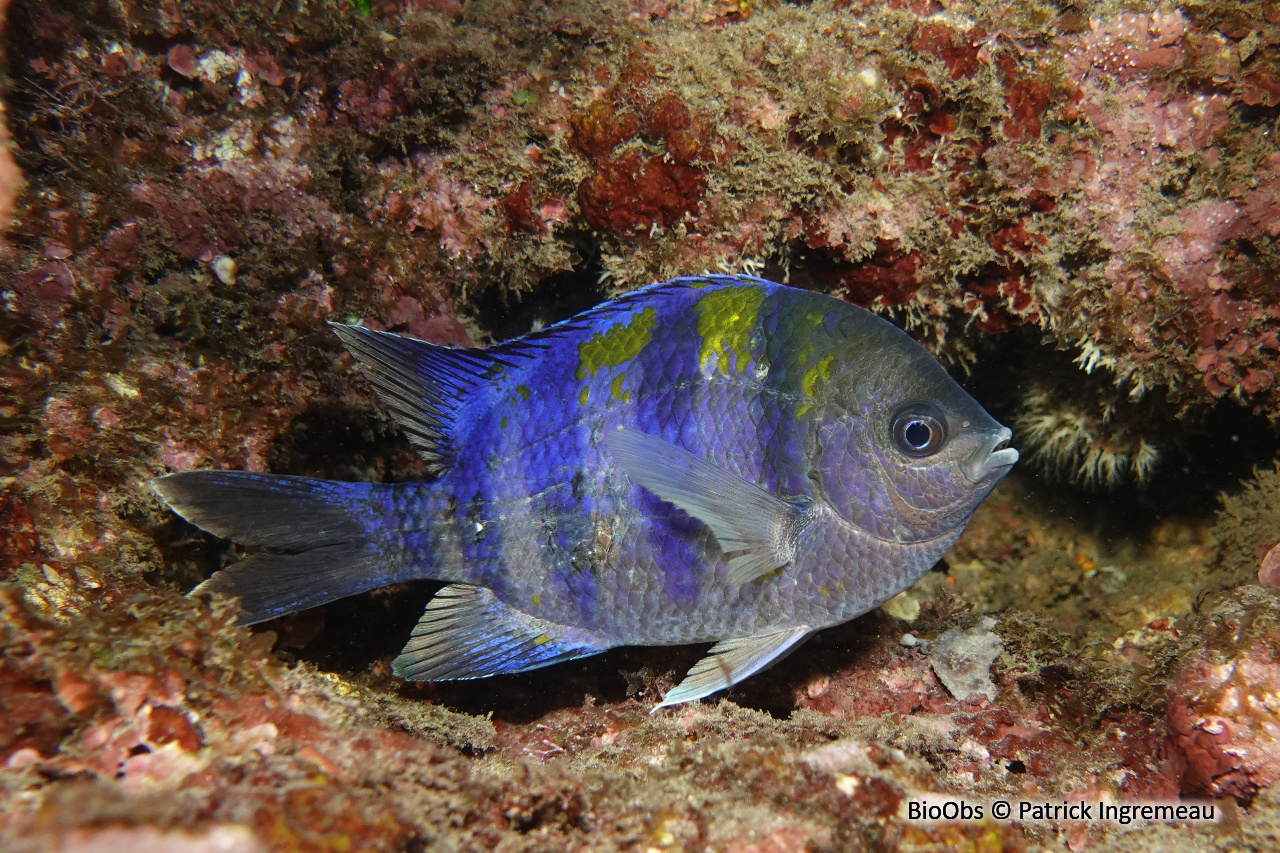 Poisson-bagnard - Abudefduf vaigiensis - Patrick Ingremeau - BioObs