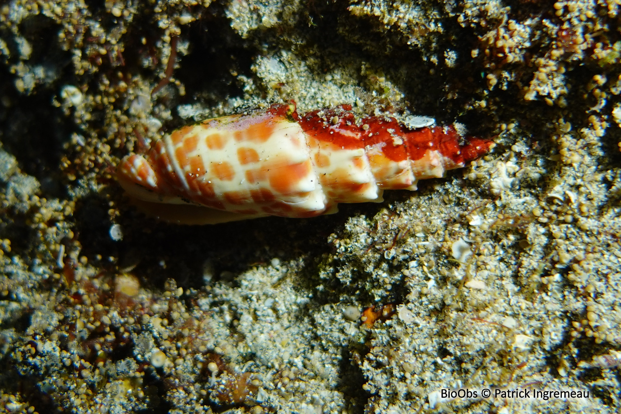 Mitre pontificale - Mitra stictica - Patrick Ingremeau - BioObs