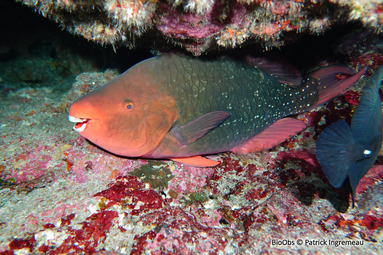 Perroquet faucille - Scarus falcipinnis - Patrick Ingremeau - BioObs