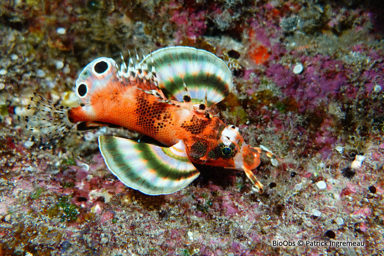 Ptérois ocellé - Dendrochirus biocellatus - Patrick Ingremeau - BioObs