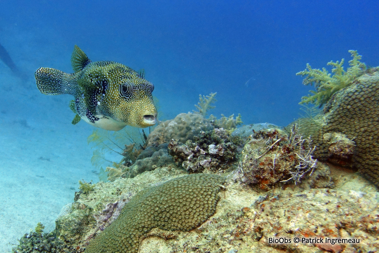 Poisson-ballon à points bleus - Arothron caeruleopunctatus - Patrick Ingremeau - BioObs