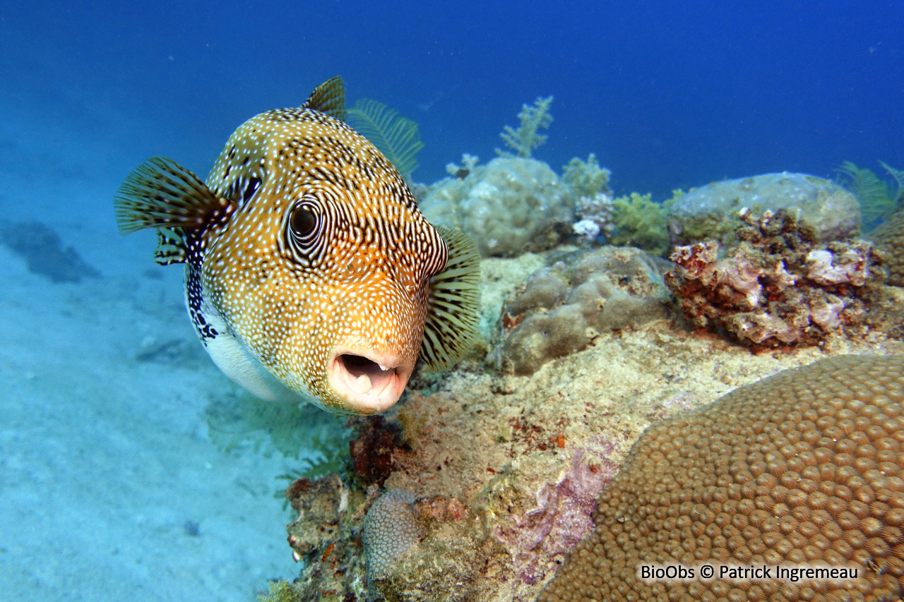 Poisson-ballon à points bleus - Arothron caeruleopunctatus - Patrick Ingremeau - BioObs