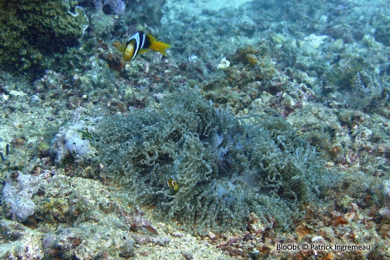 Anémone collier de perles - Heteractis aurora - Patrick Ingremeau - BioObs