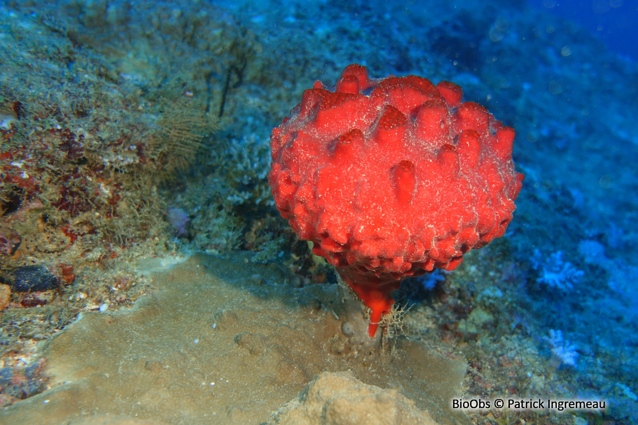 Eponge coussin rouge (proposition) - Oceanapia ramsayi - Patrick Ingremeau - BioObs