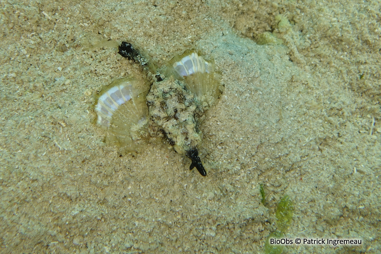 Poisson-pégase - Eurypegasus draconis - Patrick Ingremeau - BioObs