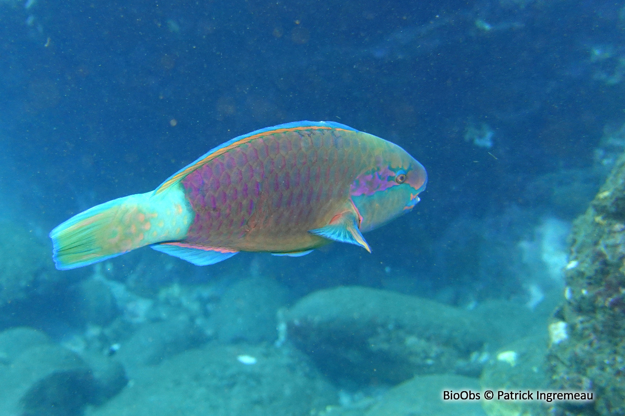 Perroquet-marguerite - Chlorurus sordidus - Patrick Ingremeau - BioObs
