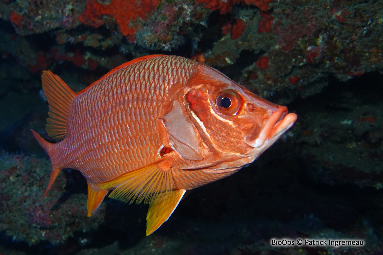 Poisson-écureuil géant - Sargocentron spiniferum - Patrick Ingremeau - BioObs