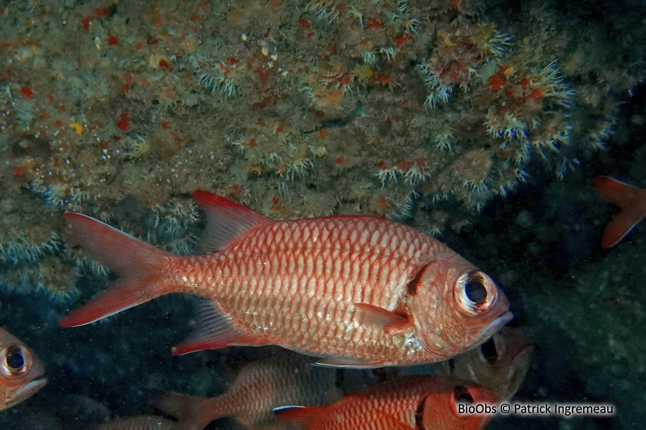 Poisson-soldat à oeillères - Myripristis murdjan - Patrick Ingremeau - BioObs