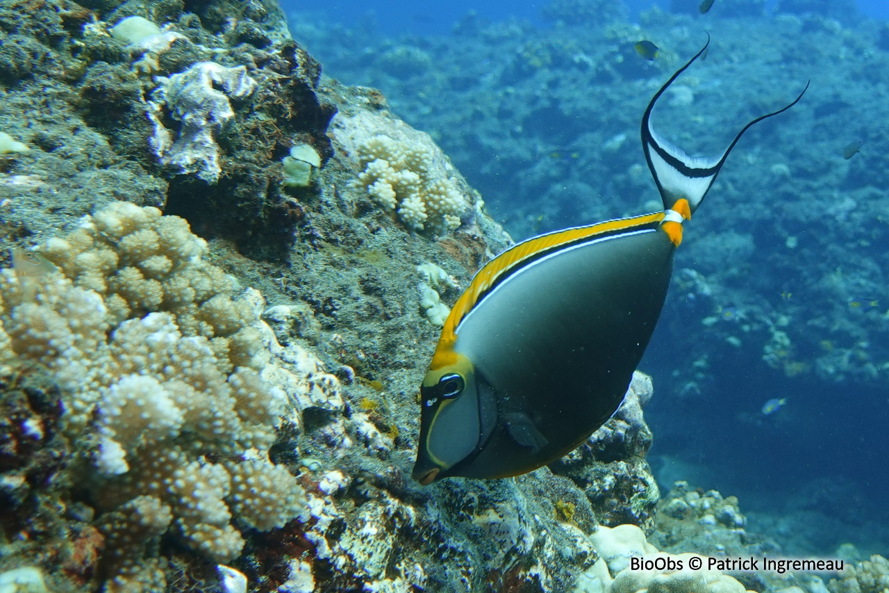 Nason à éperons orange de l'Océan Indien - Naso elegans - Patrick Ingremeau - BioObs