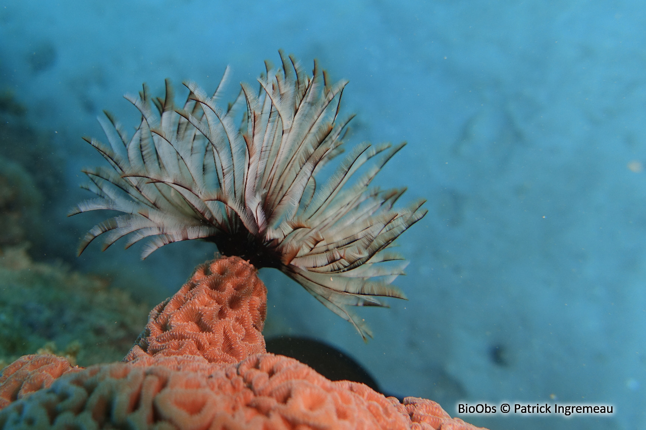 Ver éventail - Sabellastarte sp. - Patrick Ingremeau - BioObs