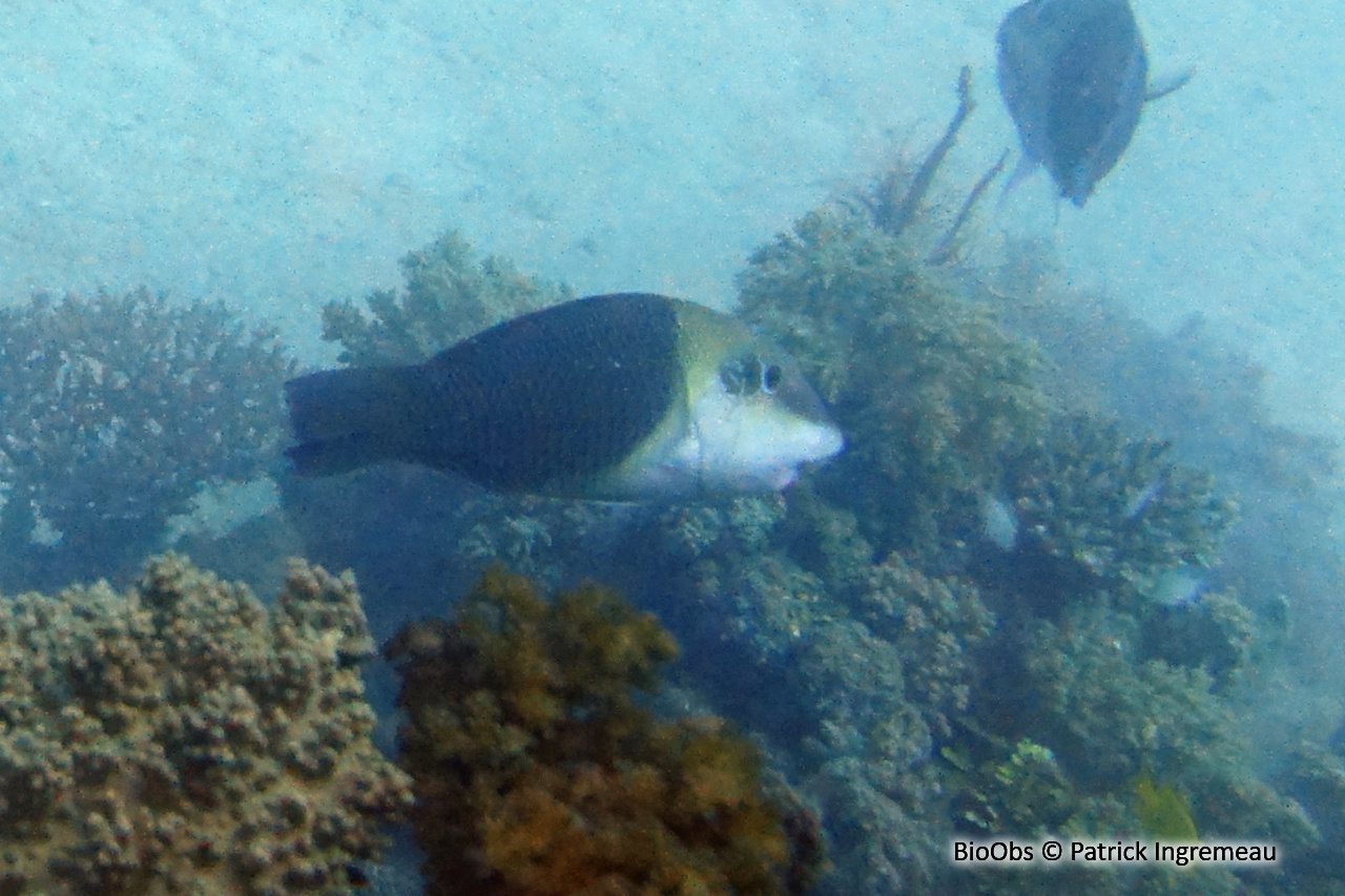 Tamarin bicolore - Hemigymnus melapterus - Patrick Ingremeau - BioObs
