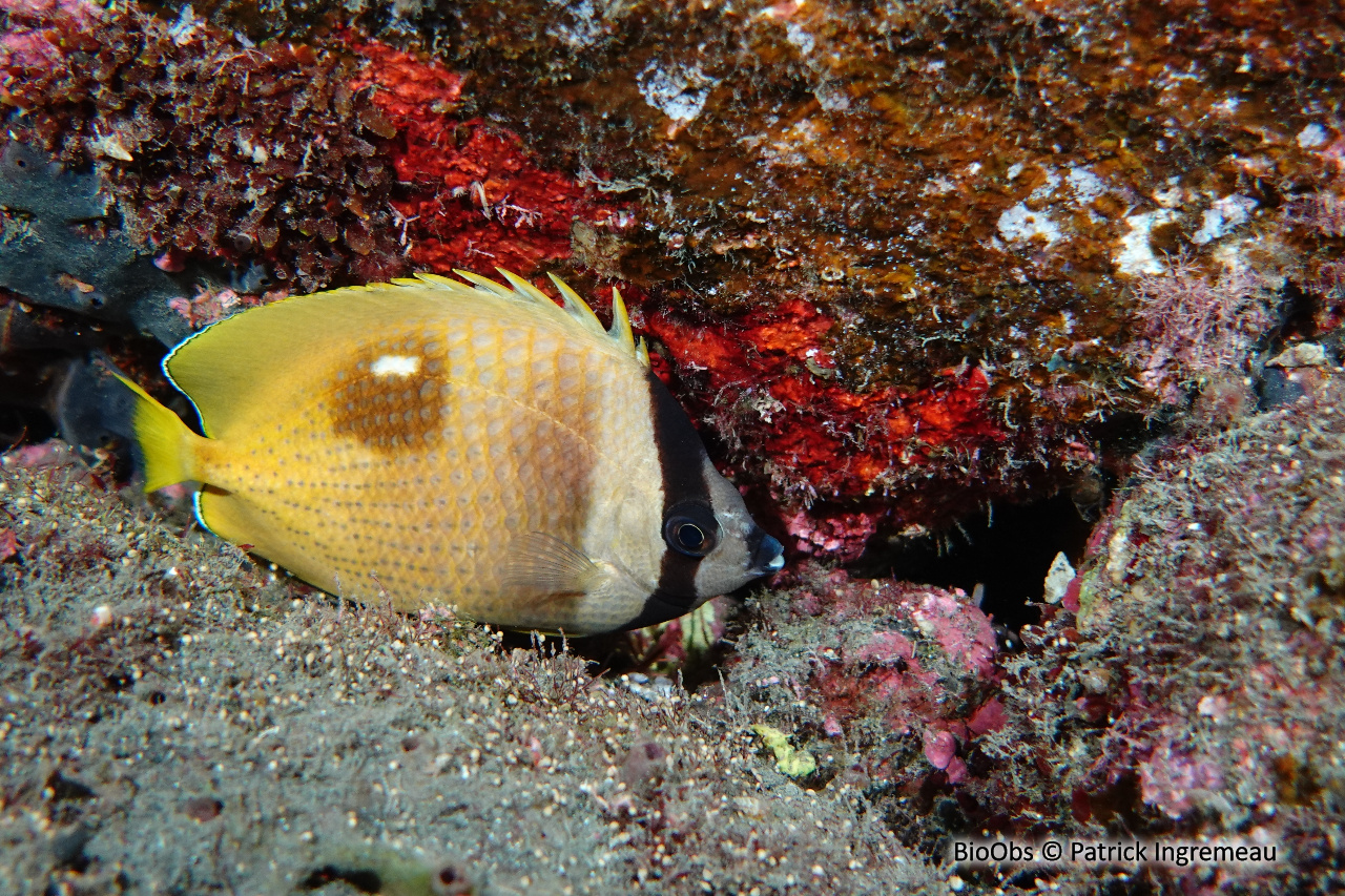 Poisson-papillon de Klein - Chaetodon kleinii - Patrick Ingremeau - BioObs