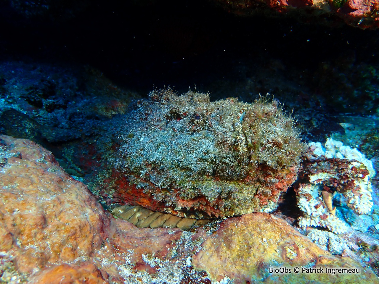 Poisson-pierre commun - Synanceia verrucosa - Patrick Ingremeau - BioObs