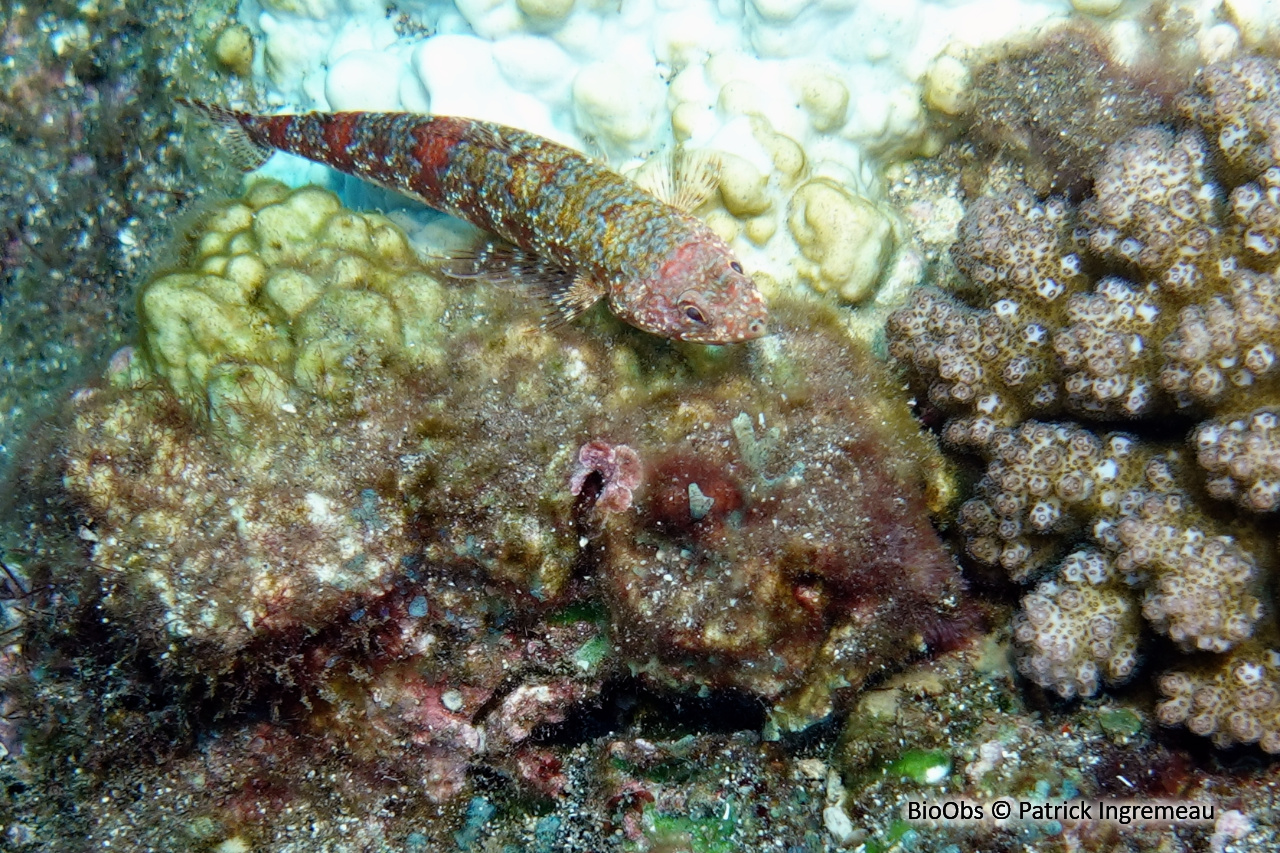 Poisson-lézard marbré rouge - Synodus rubromarmoratus - Patrick Ingremeau - BioObs