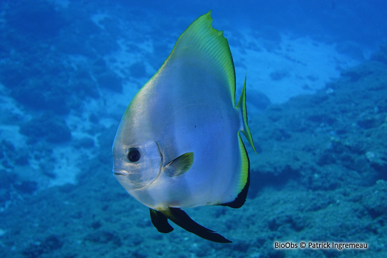 Platax orbiculaire - Platax orbicularis - Patrick Ingremeau - BioObs