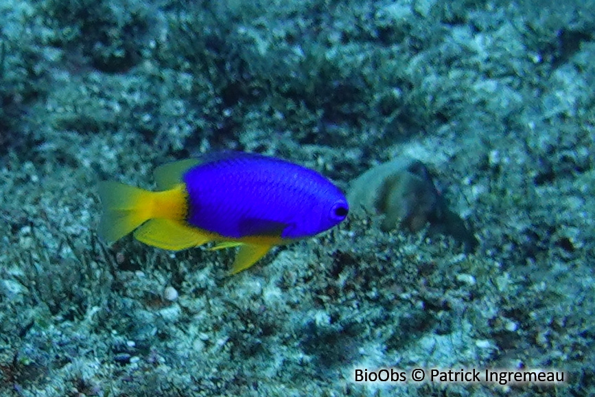 Demoiselle bleue et jaune - Pomacentrus caeruleus - Patrick Ingremeau - BioObs
