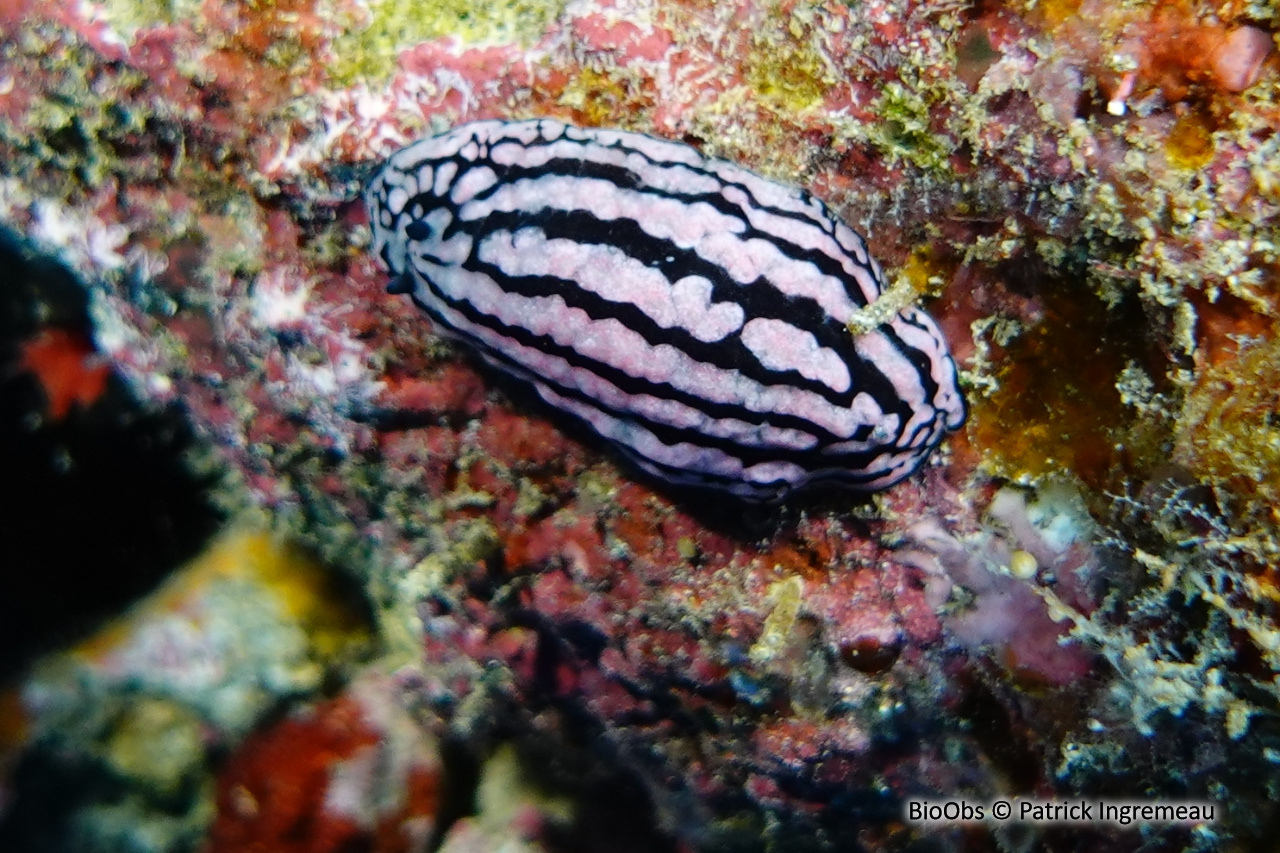 Phyllidie de Ceylan - Phyllidiella zeylanica - Patrick Ingremeau - BioObs
