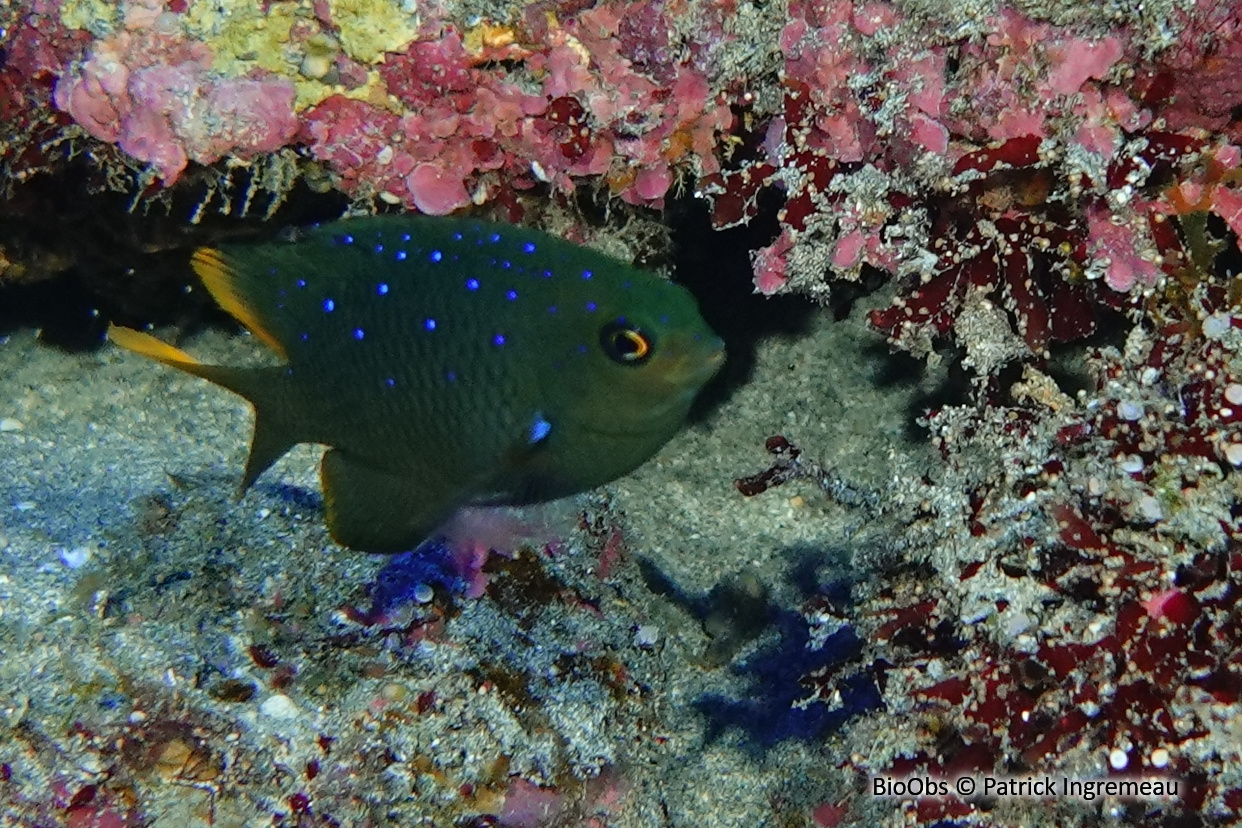 Demoiselle à points bleus - Plectroglyphidodon lacrymatus - Patrick Ingremeau - BioObs