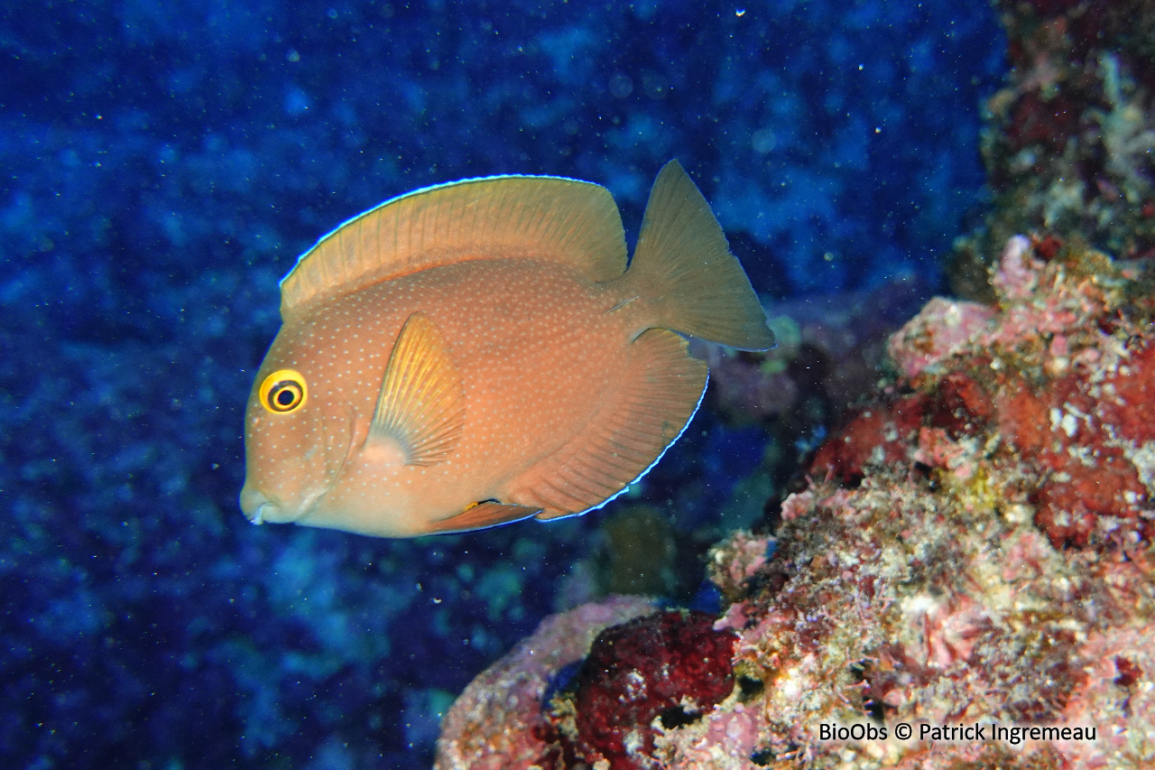 Chirurgien anneau d'or - Ctenochaetus truncatus - Patrick Ingremeau - BioObs