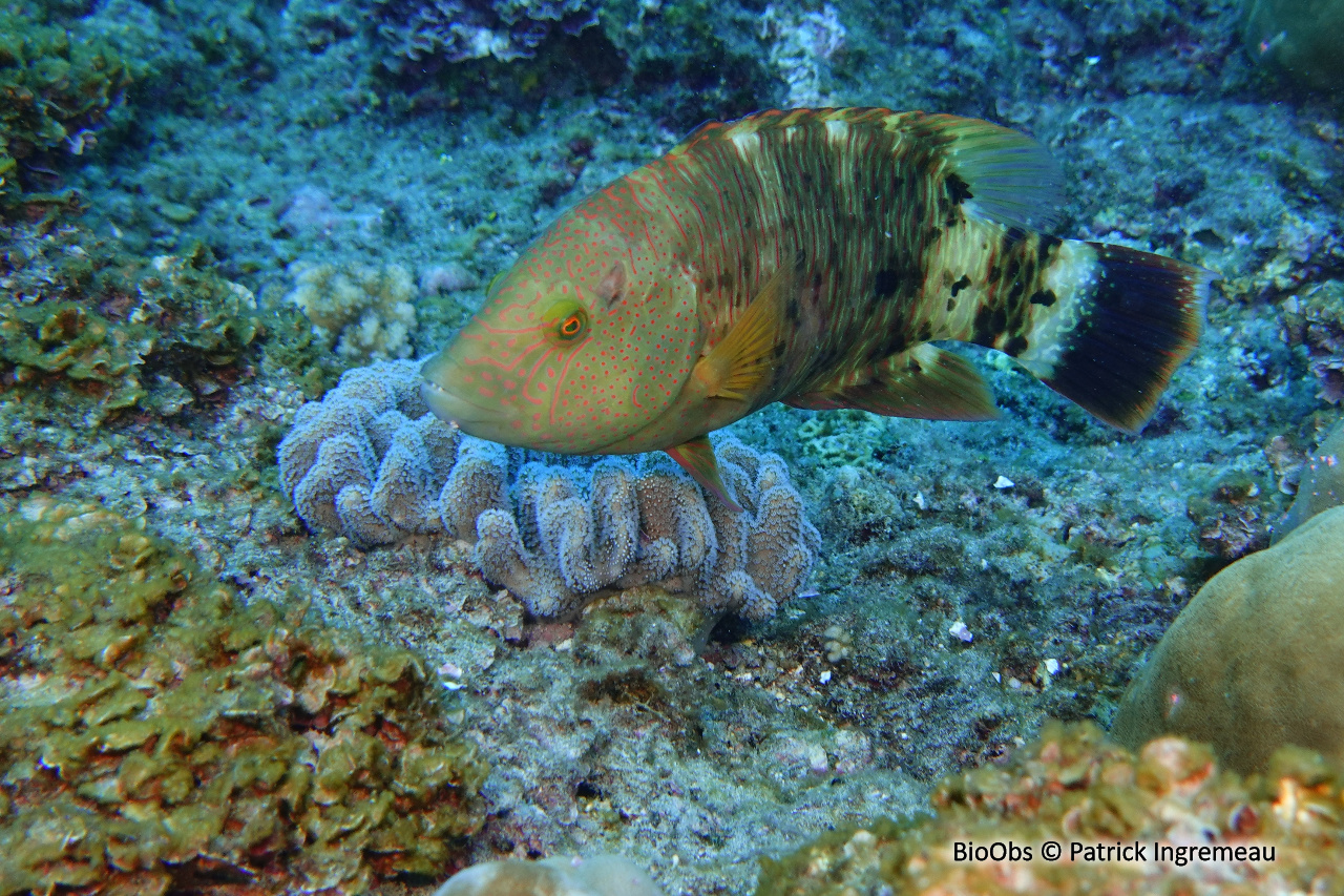 Vieille à triple queue - Cheilinus trilobatus - Patrick Ingremeau - BioObs