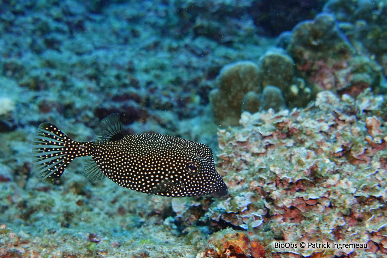 Poisson-coffre pintade - Ostracion meleagris - Patrick Ingremeau - BioObs