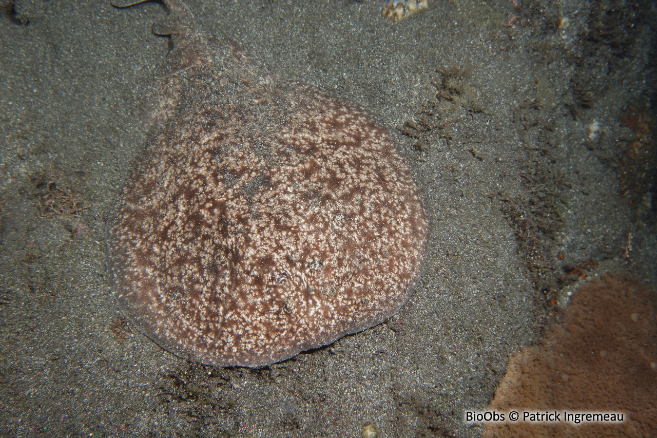 Torpille tachetée - Torpedo fuscomaculata - Patrick Ingremeau - BioObs