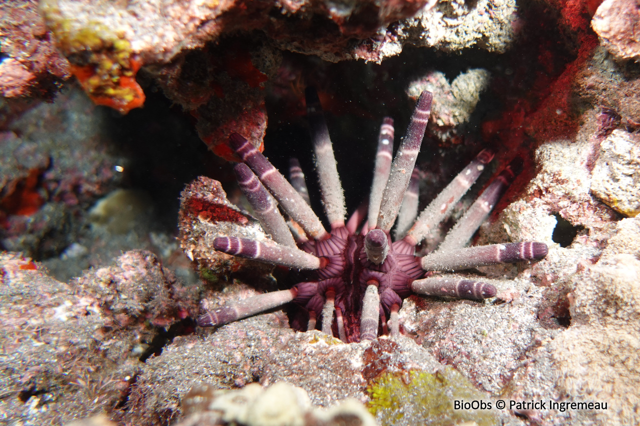 Oursin-crayon - Heterocentrotus mamillatus - Patrick Ingremeau - BioObs