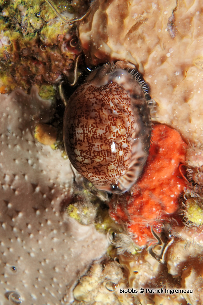 Porcelaine arabe - Mauritia arabica - Patrick Ingremeau - BioObs