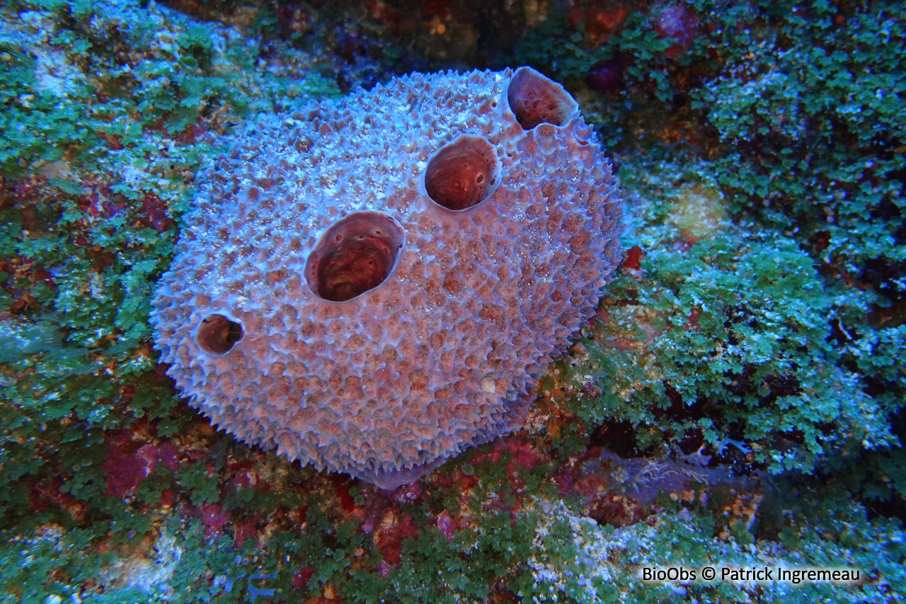 Petrosia sphéroïde - Petrosia (Petrosia) spheroida - Patrick Ingremeau - BioObs