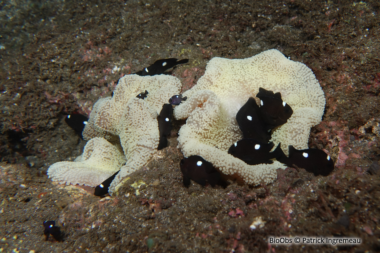 Anémone de Mertens - Stichodactyla mertensii - Patrick Ingremeau - BioObs