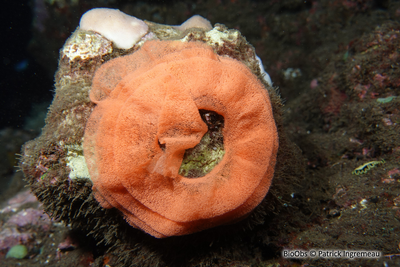 Danseuse espagnole ponte - Hexabranchus - Patrick Ingremeau - BioObs