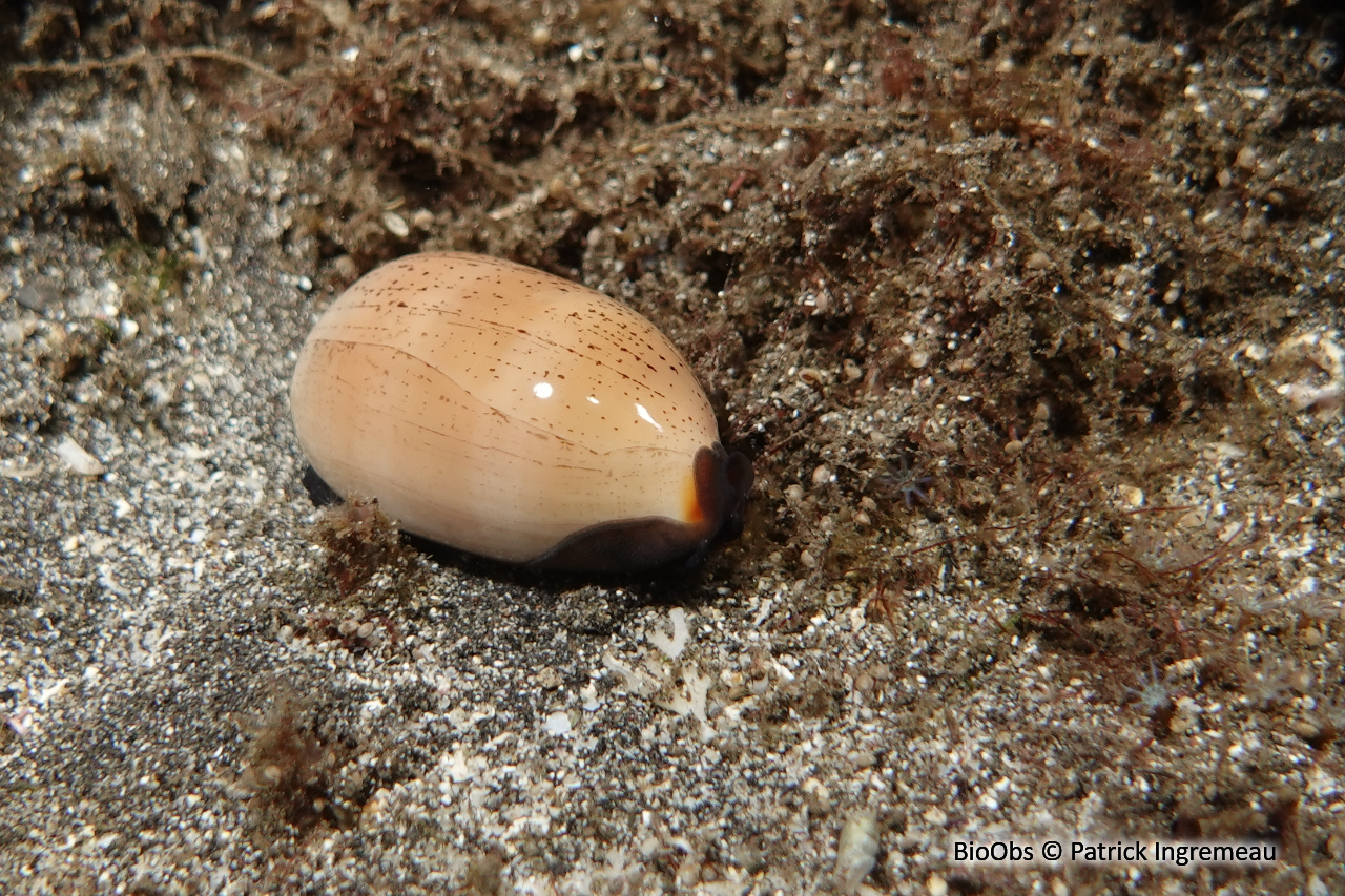 Porcelaine isabelle - Luria isabella - Patrick Ingremeau - BioObs