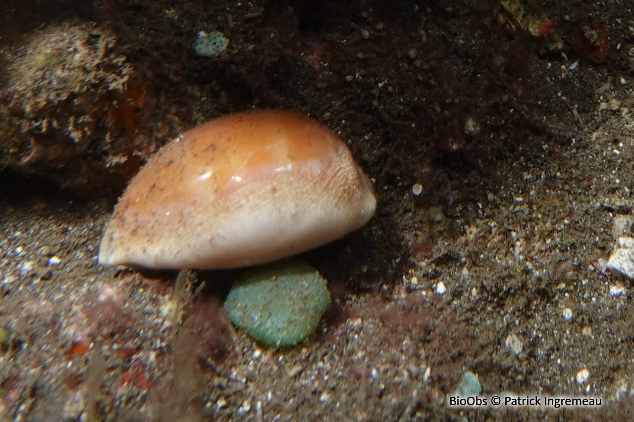 Porcelaine carnée - Lyncina carneola - Patrick Ingremeau - BioObs
