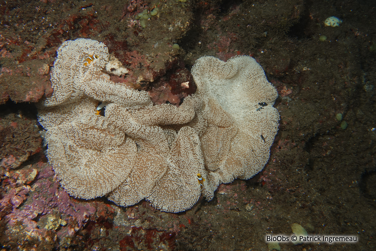 Anémone de Mertens - Stichodactyla mertensii - Patrick Ingremeau - BioObs