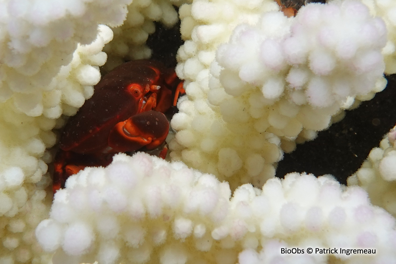 Crabe à sillons - Lophozozymus incisus - Patrick Ingremeau - BioObs