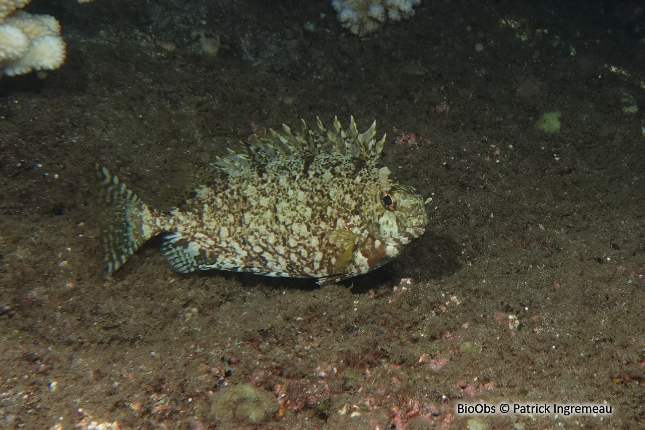 Poisson lapin à queue tronquée - Siganus luridus - Patrick Ingremeau - BioObs