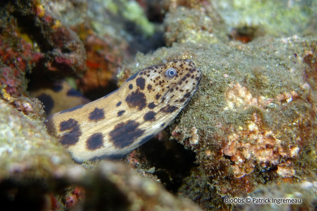 Murène tigrée - Scuticaria tigrina - Patrick Ingremeau - BioObs