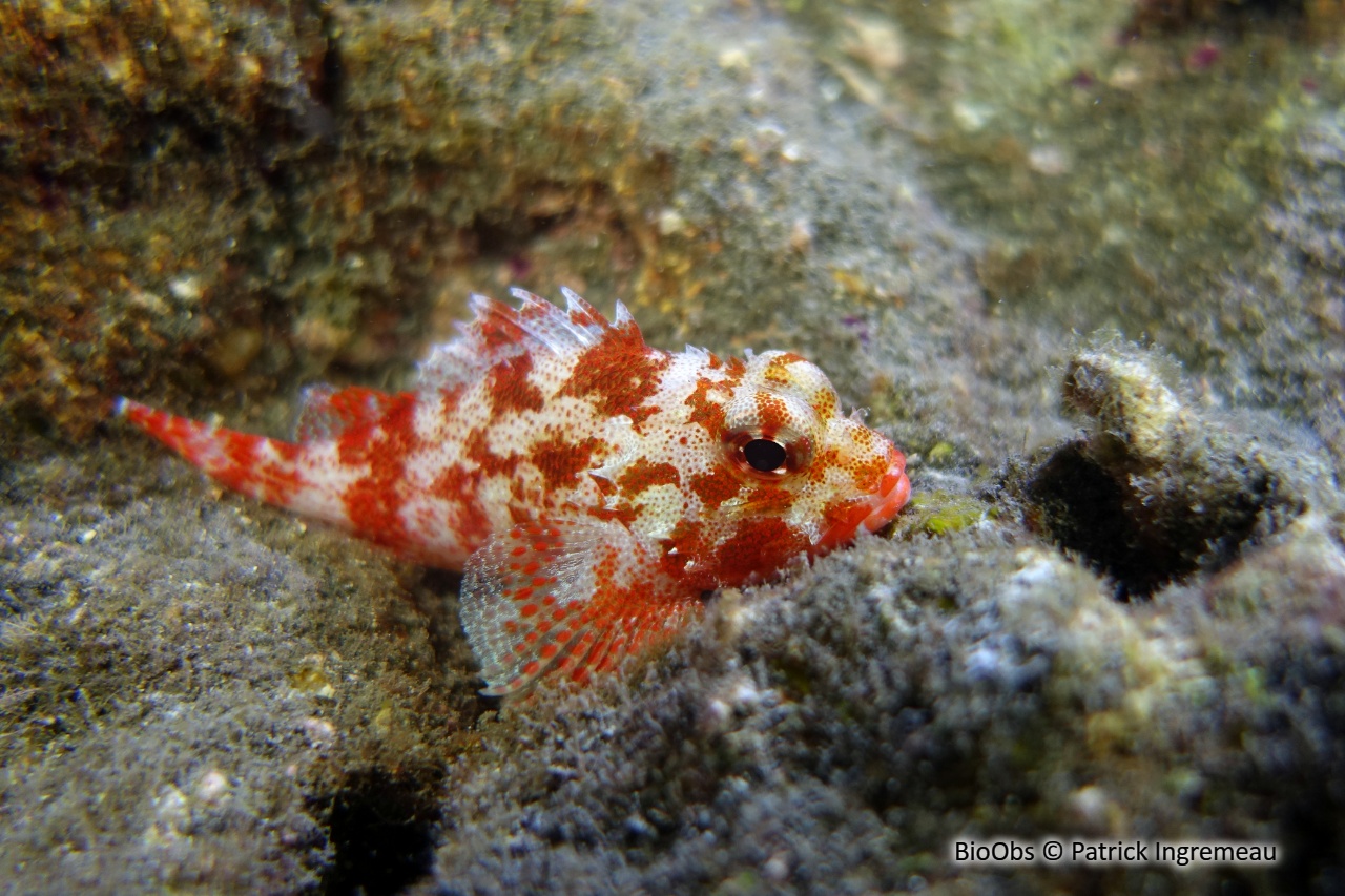 Poisson-scorpion à taches jaunes - Sebastapistes cyanostigma - Patrick Ingremeau - BioObs