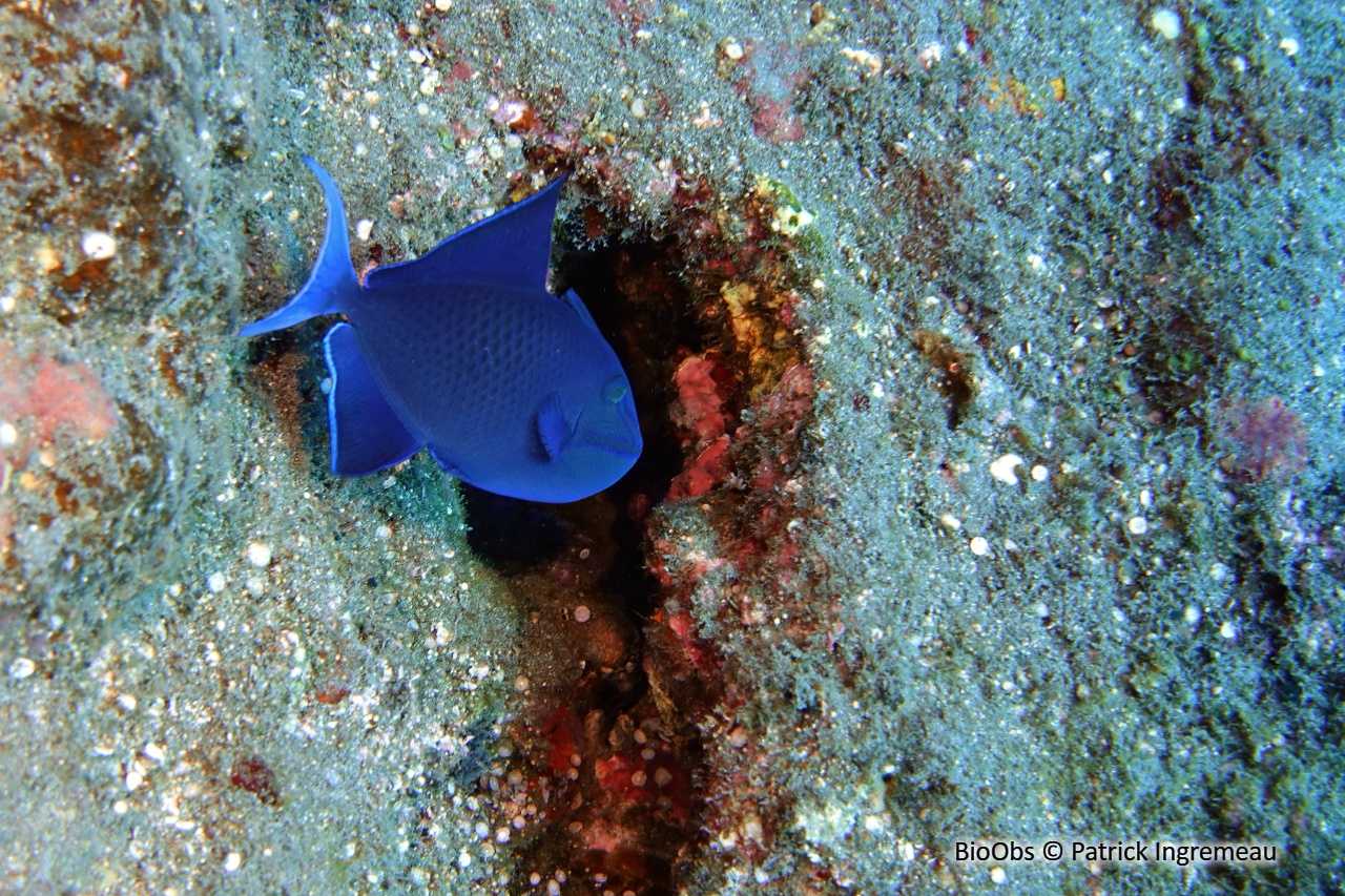 Baliste bleu - Odonus niger - Patrick Ingremeau - BioObs