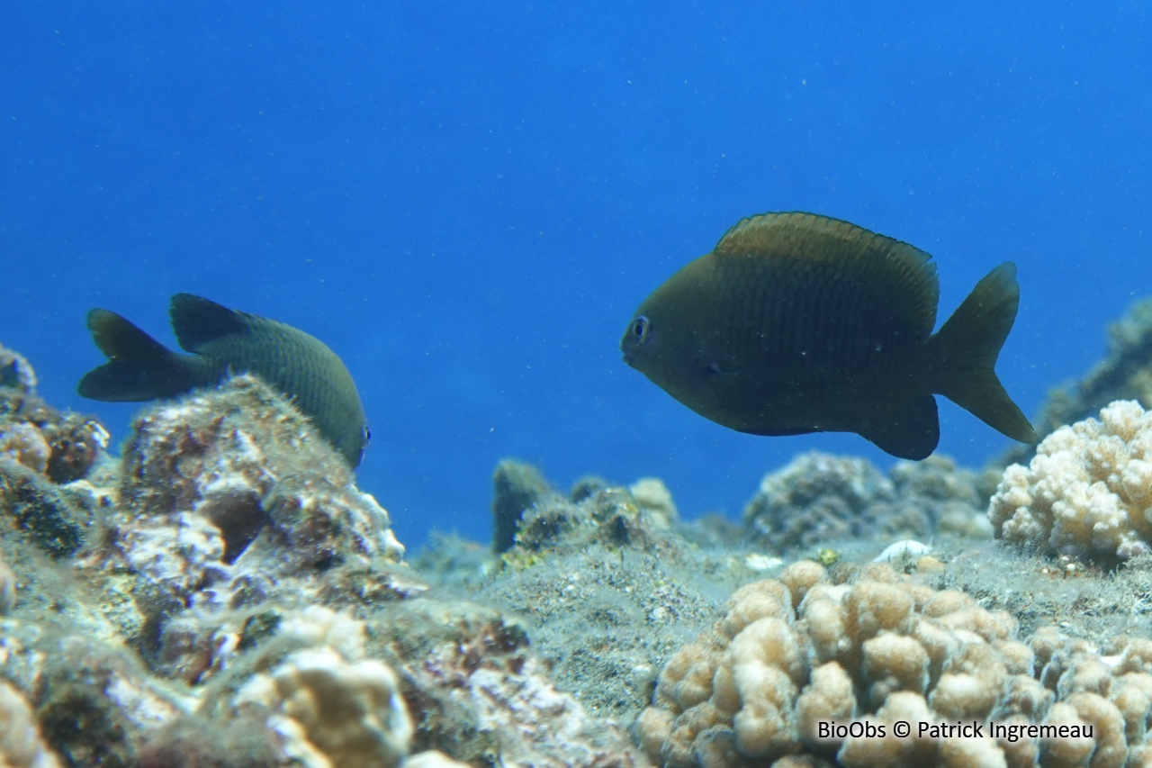 Grégoire du Pacifique - Plectroglyphidodon fasciolatus - Patrick Ingremeau - BioObs