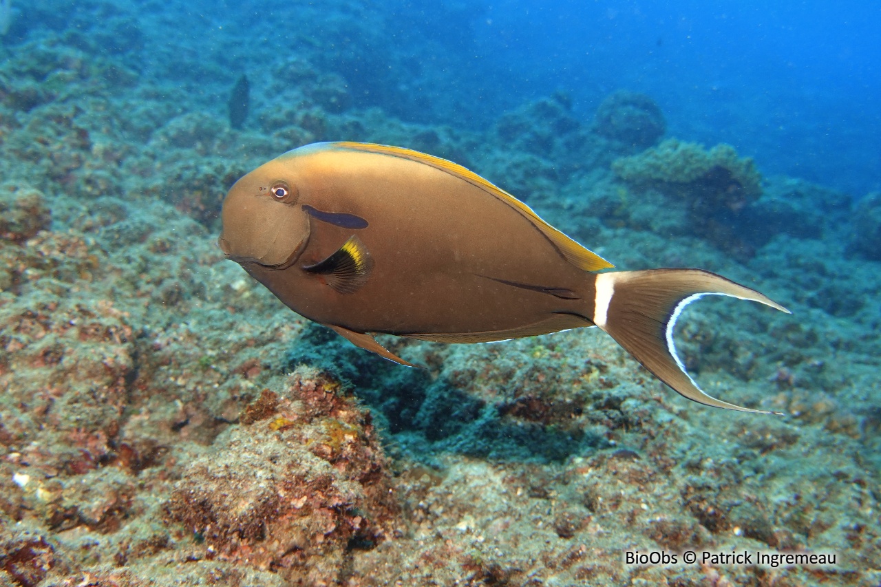 Chirurgien à virgule noire - Acanthurus nigricauda - Patrick Ingremeau - BioObs