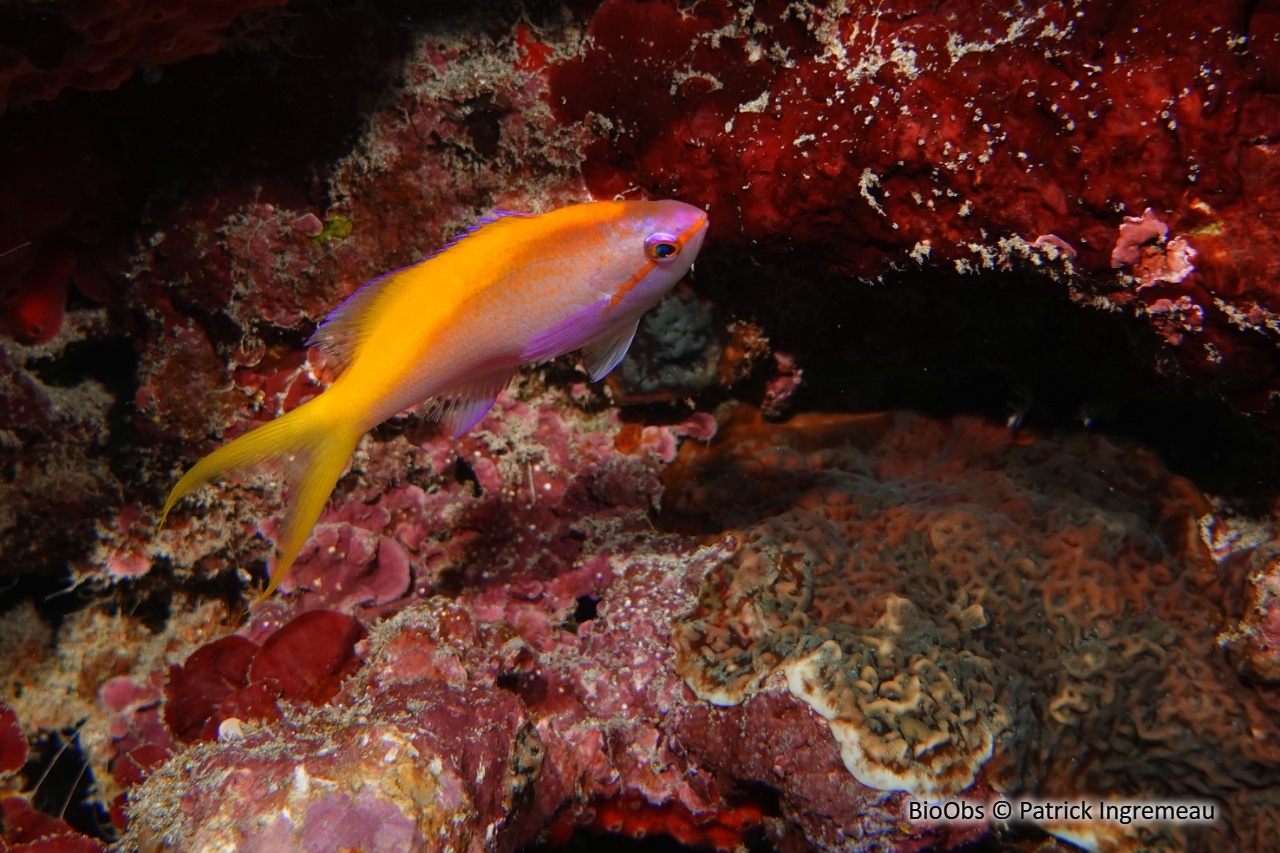 Barbier à queue jaune - Pseudanthias evansi - Patrick Ingremeau - BioObs