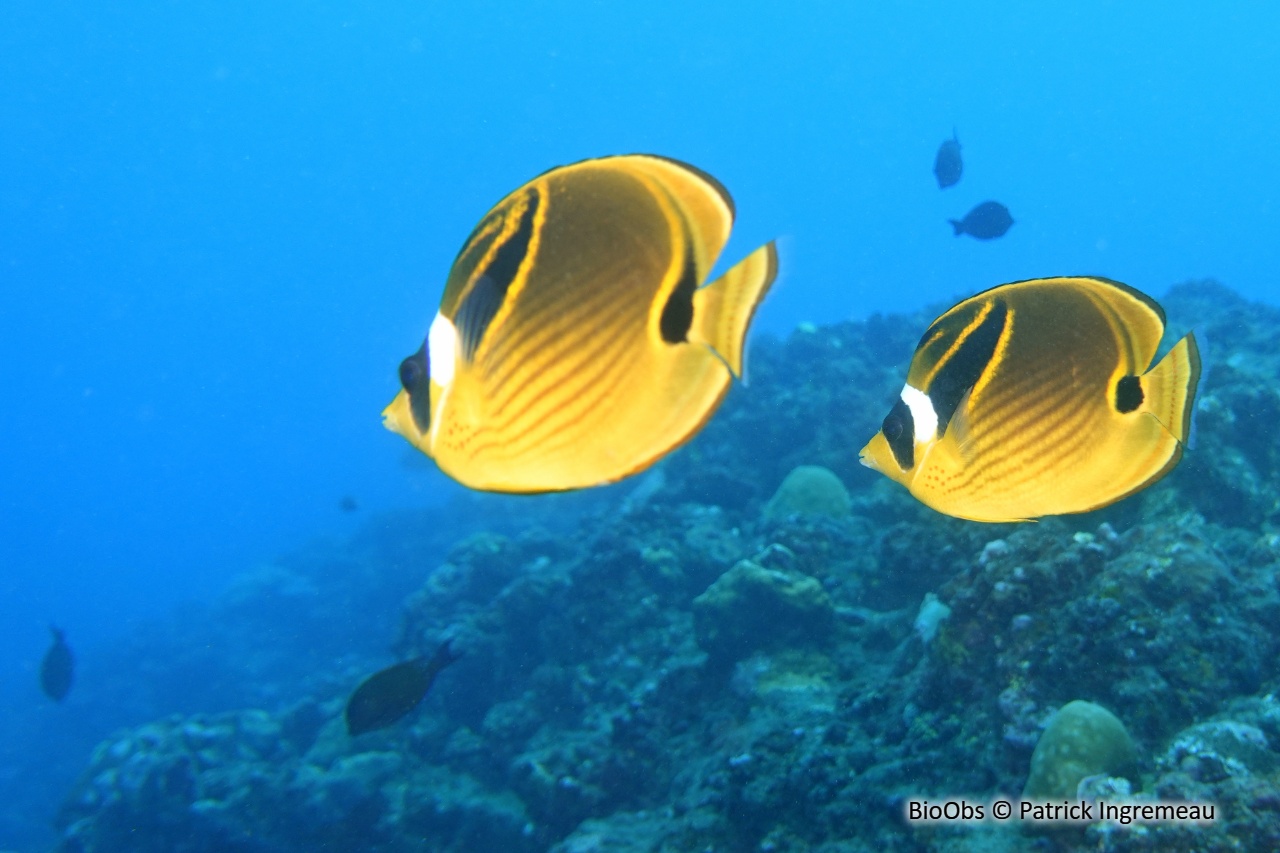 Poisson-papillon raton laveur - Chaetodon lunula - Patrick Ingremeau - BioObs