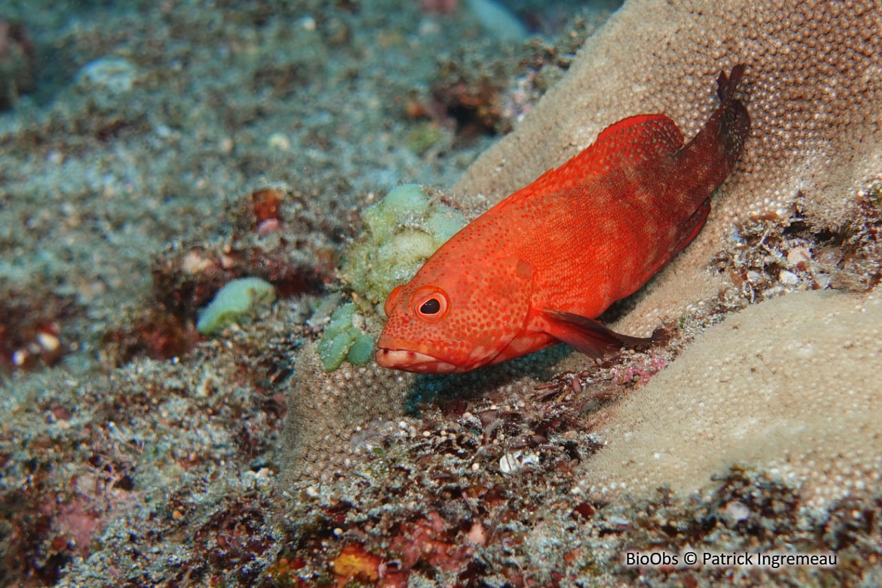 Vieille ailes noires - Cephalopholis nigripinnis - Patrick Ingremeau - BioObs