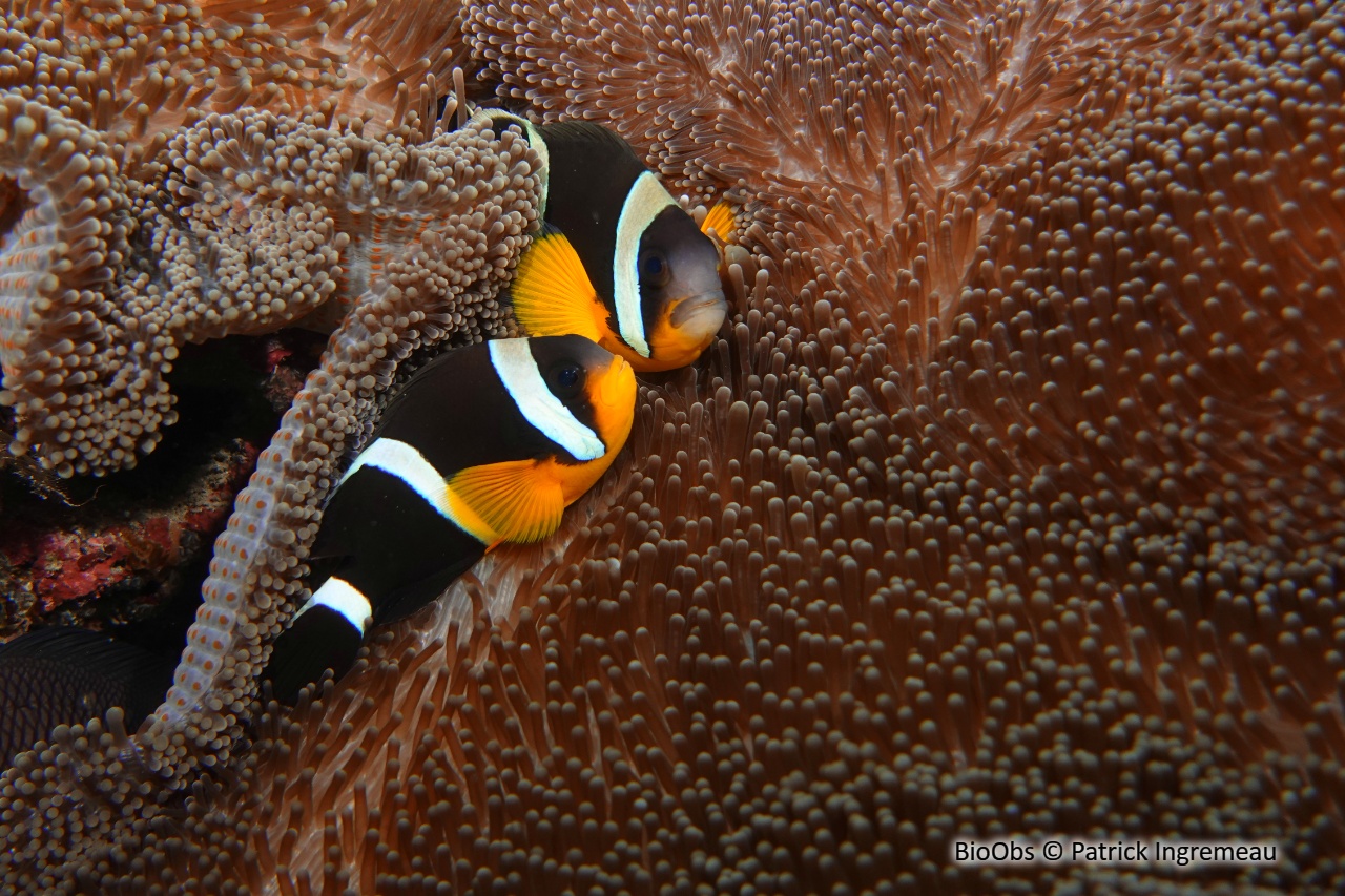 Poisson-clown de Maurice - Amphiprion chrysogaster - Patrick Ingremeau - BioObs