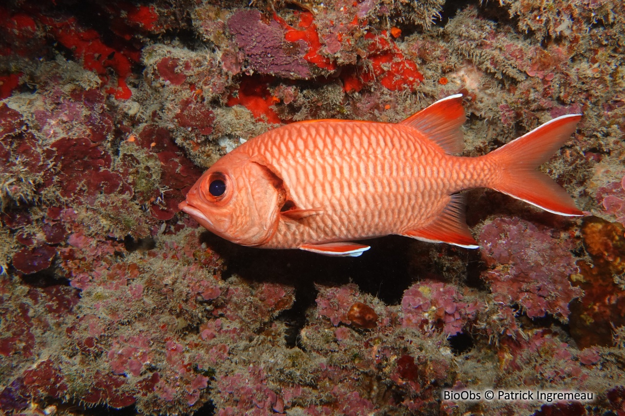 Poisson-soldat de Berndt - Myripristis berndti - Patrick Ingremeau - BioObs