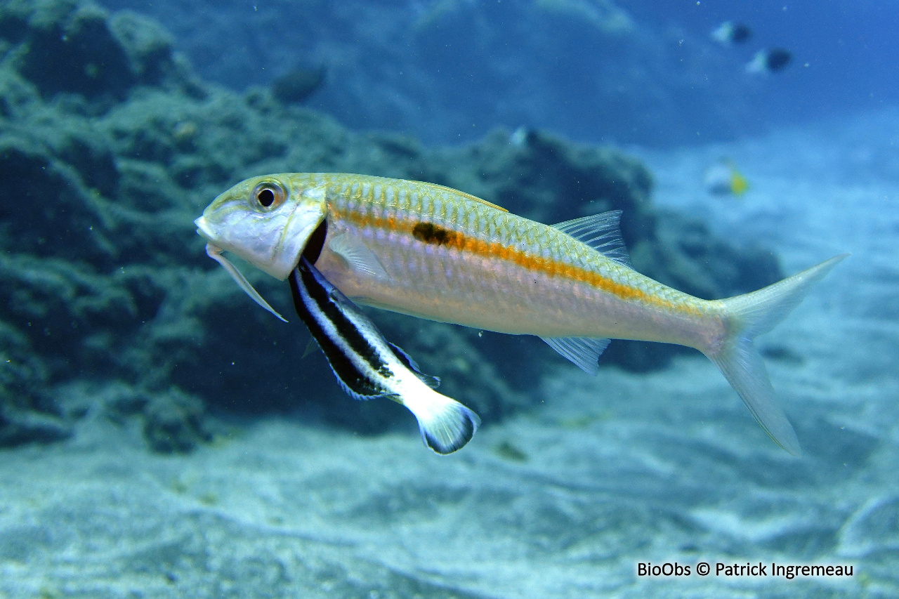 Labre nettoyeur commun - Labroides dimidiatus - Patrick Ingremeau - BioObs