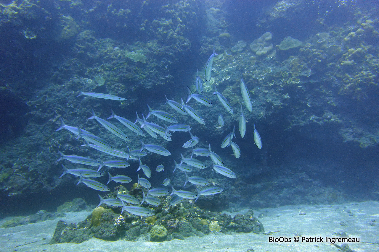 Bécune à ligne jaune - Sphyraena chrysotaenia / obtusata - Patrick Ingremeau - BioObs